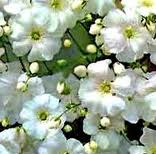 GIPSOFILA ELEGANT, BLANCA. 150 Semillas-S​eeds