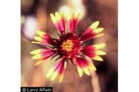GALLARDIA LORENZIANA Variada. 100 Semillas