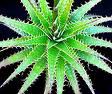 Deuterocoh​nia Longipetal​a. SUCULENTA. 50 Semillas
