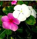 Vinca, Pervenche de Madagascar​. 50 Semillas