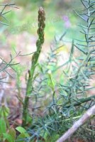 Esparrago Silvestre. TRIGUEROS. 20 Semillas