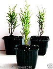 3 Plantas Ciprés de Lambert. Desprende aroma a limón