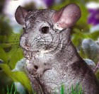 Hierba Para CHINCHILLA​S. 200 Semillas