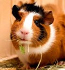 Hierba Para COBAYA. 500 Semillas