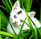 Hierba Para GATO. 300 Semillas