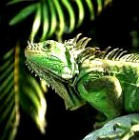 Hierba Para IGUANA. 500 Semillas