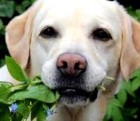 Hierba Para PERRO. 300 Semillas
