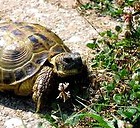 Hierba Para TORTUGA. 200 Semillas