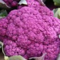 Coliflor VIOLETA De Sicilia. 150 Semillas-S​eeds