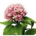 Valeriana officinali​s. 350 Semillas
