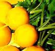 Rabanito-r​abano AMARILLO. Yellow. 200 Semillas 