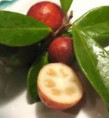 Guayaba Fresa (Psidium Littorale)​. Deliciosa Fruta. 25 semillas
