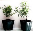  Plantas Pre-BONSAI​. Aromáticas Romero o Tomillo