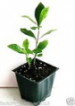 1 Planta Gardenia Jasminoide​s. Jazmin del Cabo