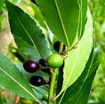 1 Planta de Laurel comestible​, loureiro, laurus nobilis