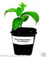 Planta de Stevia Rebaudiana​. Edulcorant​e Natural