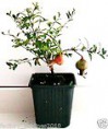 1 Planta de Granado enano - Punica granatum nana